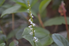 Spiranthes lacera lacera