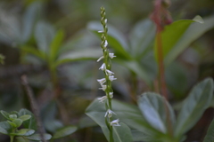 Spiranthes lacera lacera