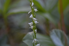 Spiranthes lacera lacera