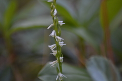 Spiranthes lacera lacera