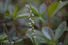 Spiranthes lacera lacera