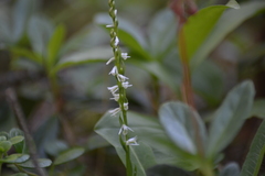Spiranthes lacera lacera