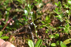 Spiranthes lacera lacera