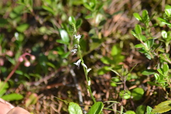 Spiranthes lacera lacera