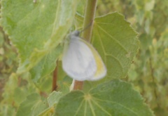 Eurema agave