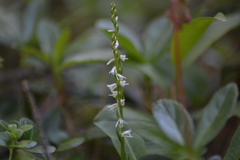 Spiranthes lacera lacera