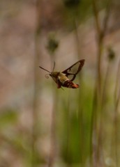 Hemaris gracilis