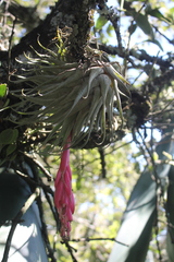 Tillandsia macdougallii