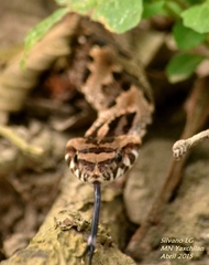 Xenodon rabdocephalus