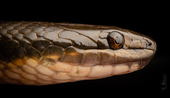 Mlanje White-Bellied Water-Snake photo 5