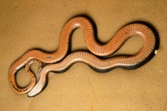 Mlanje White-Bellied Water-Snake photo 4