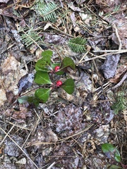 Gaultheria procumbens image