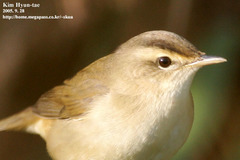 Acrocephalus bistrigiceps