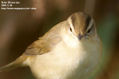 Acrocephalus bistrigiceps