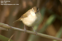 Acrocephalus bistrigiceps