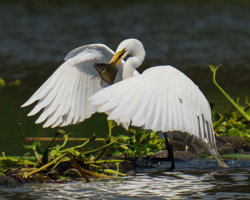 Grande Aigrette (Ardea alba)