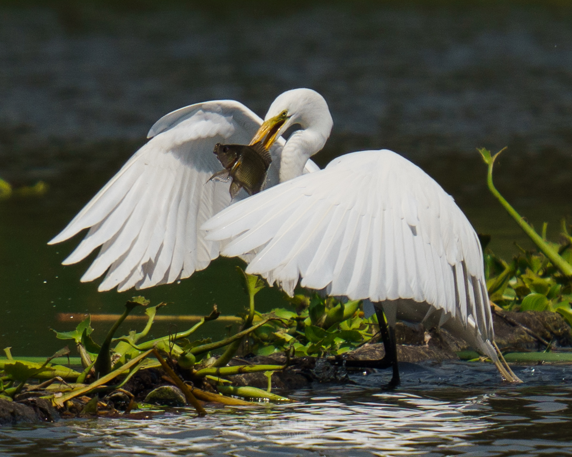 Great White Egret (Ardea alba)