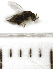 Pteromalus sequester