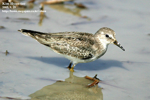 Calidris temminckii