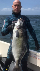 Latridopsis ciliaris