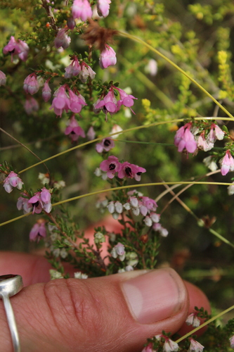 Image of Blackcrown Heath (Erica melanthera) by (c) Corne Brink, some rights reserved (CC BY-SA)