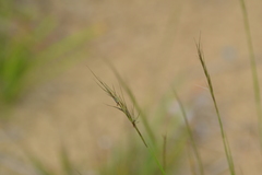 Aristida longespica