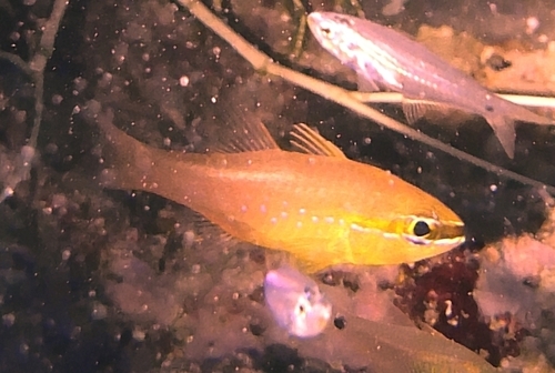 Goldbelly Cardinalfish — seen at this dive site