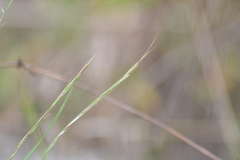 Aristida longespica