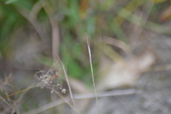 Aristida longespica