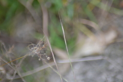 Aristida longespica