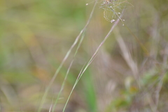Aristida longespica