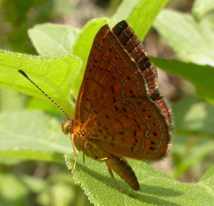 Calephelis rawsoni