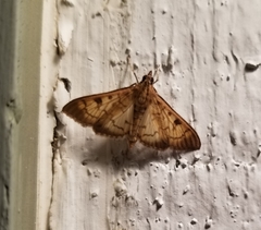 Herpetogramma fluctuosalis