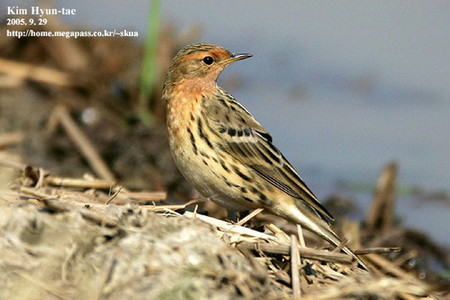 Red-throated Pipit