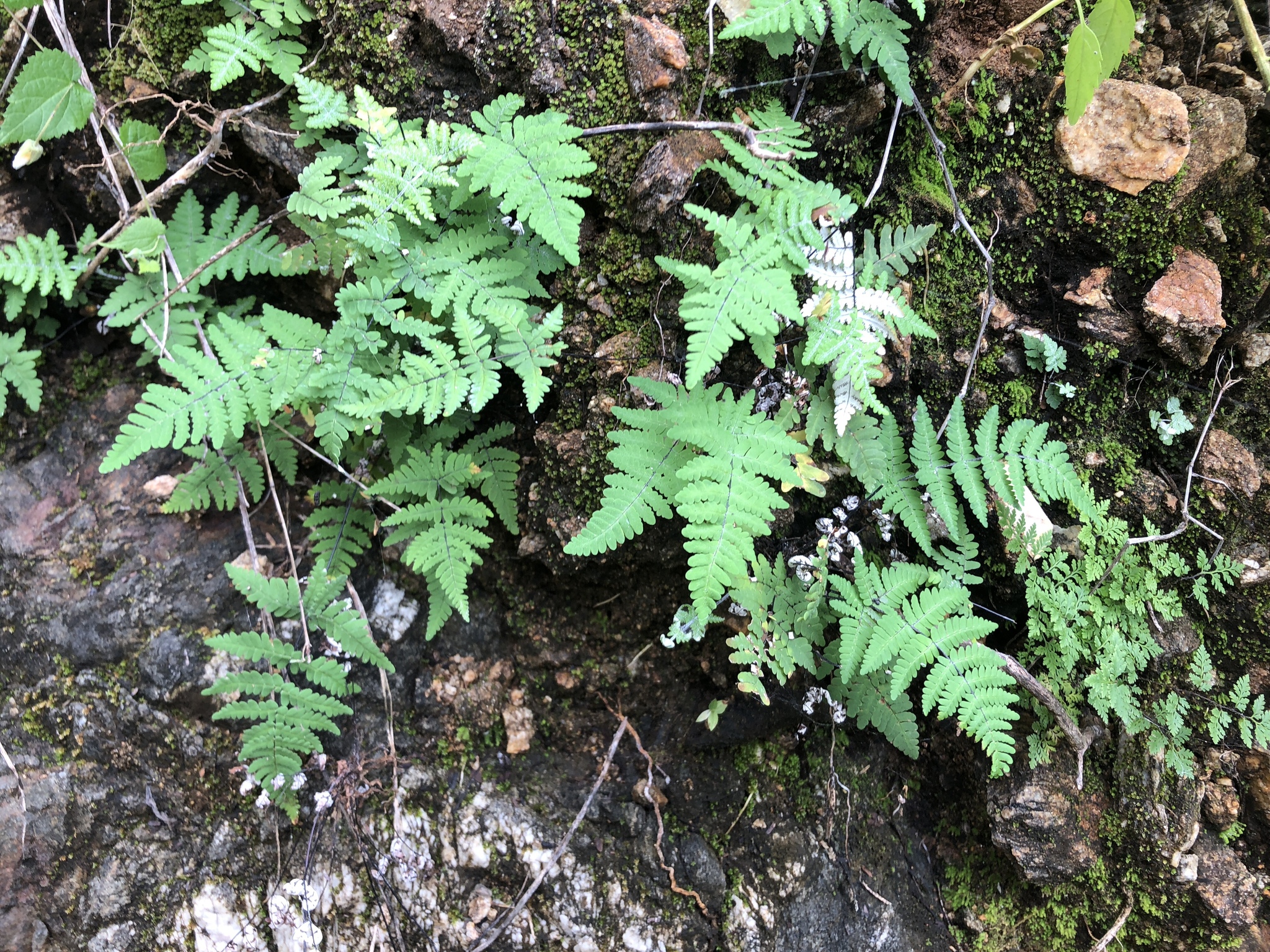 Notholaena candida
