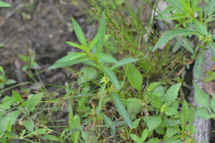 Ludwigia polycarpa