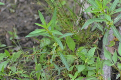 Ludwigia polycarpa