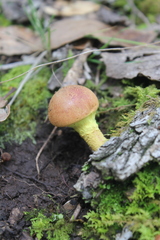 Pulveroboletus