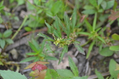 Ludwigia polycarpa