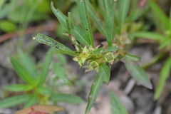 Ludwigia polycarpa