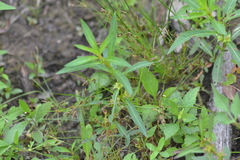 Ludwigia polycarpa