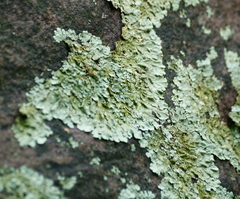 Xanthoparmelia stenophylla