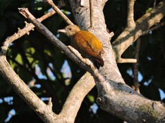 Dryobates passerinus