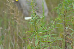 Solidago canadensis canadensis
