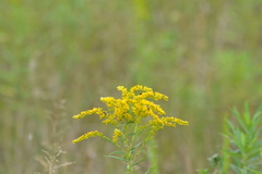Solidago canadensis canadensis