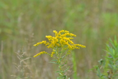 Solidago canadensis canadensis