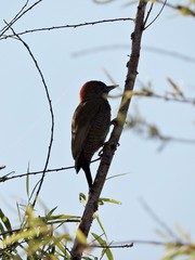 Dryobates passerinus