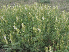 Astragalus racemosus