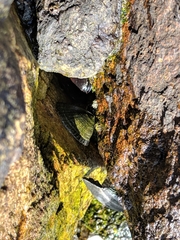 Mytilus californianus