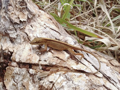 Anolis mariarum